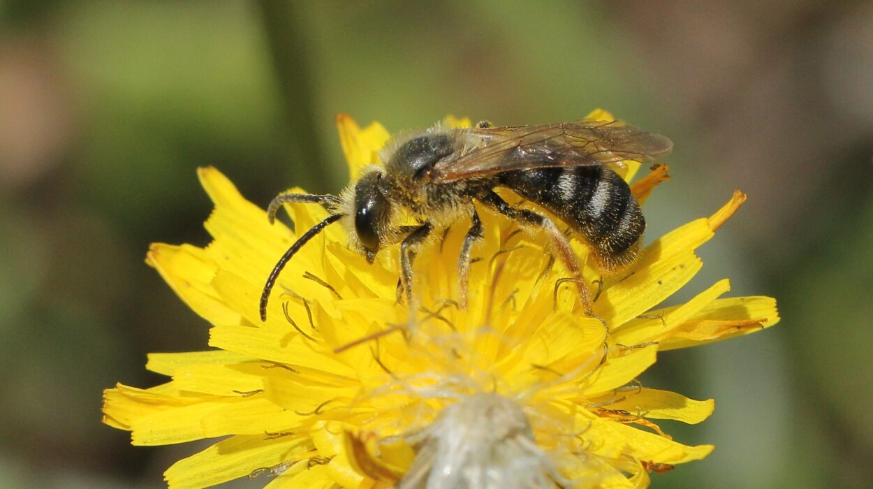 Cambiamento e biodiversità