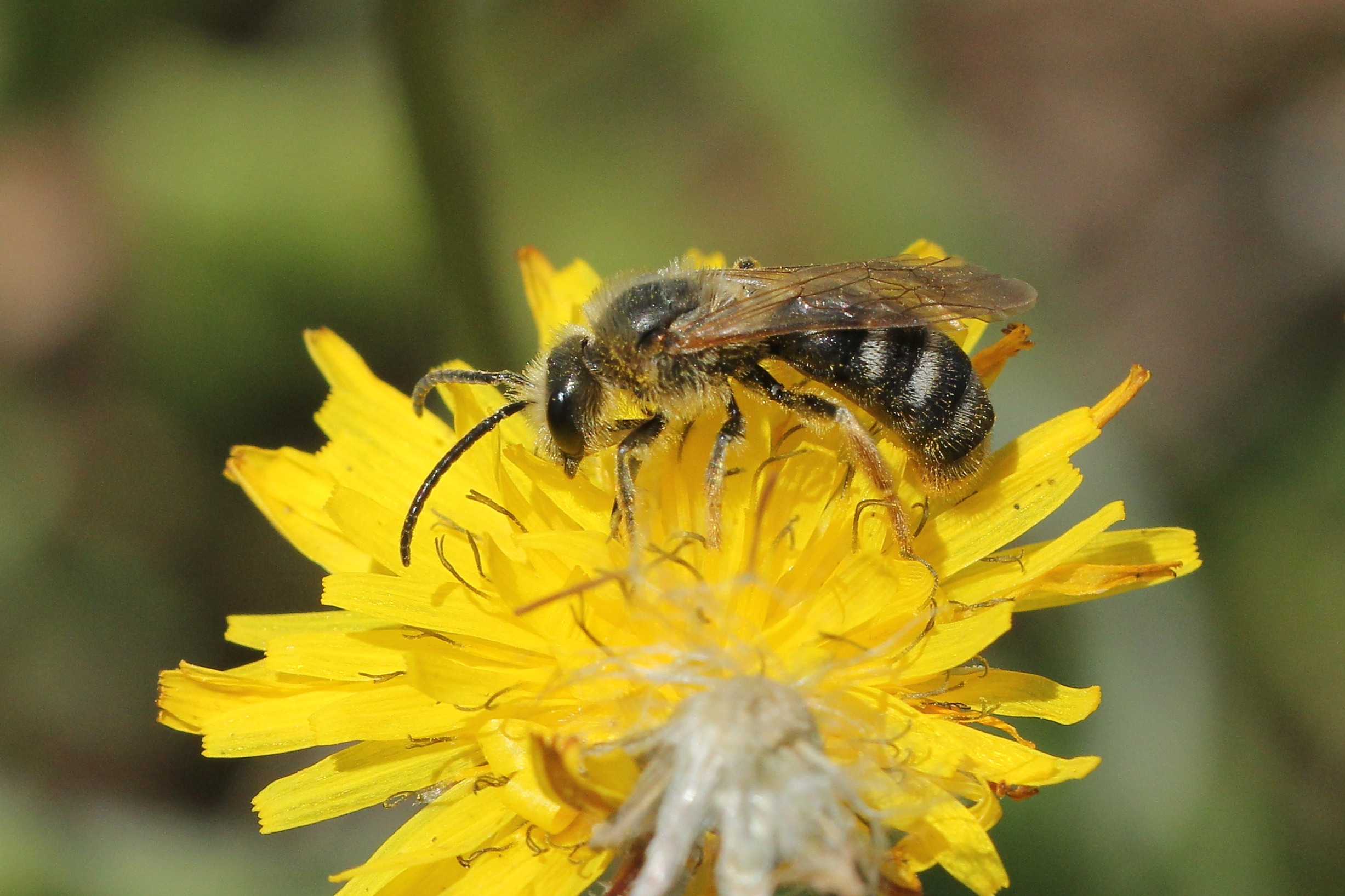 Cambiamento e biodiversità