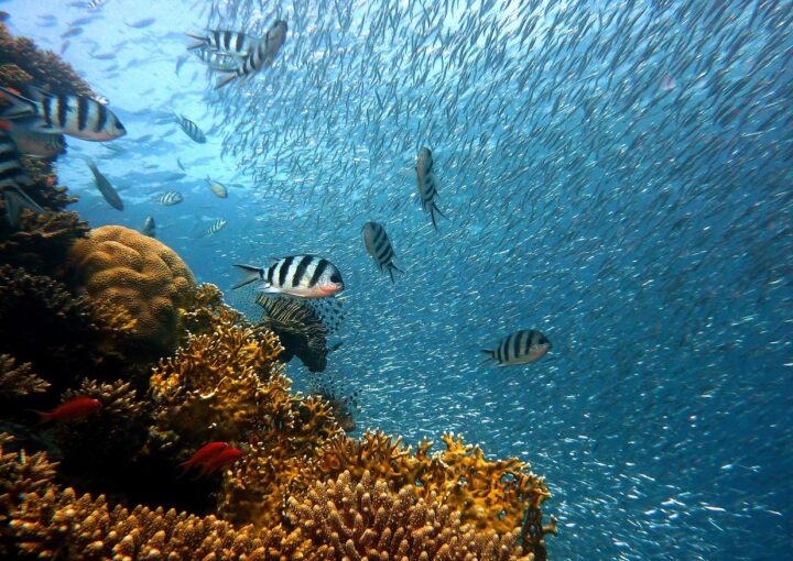 Conferenza ONU Oceano 2025