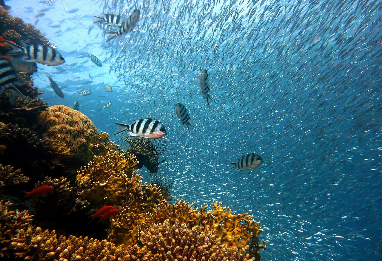 Conferenza ONU Oceano 2025