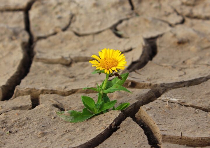 giornata mondiale contro la desertificazione