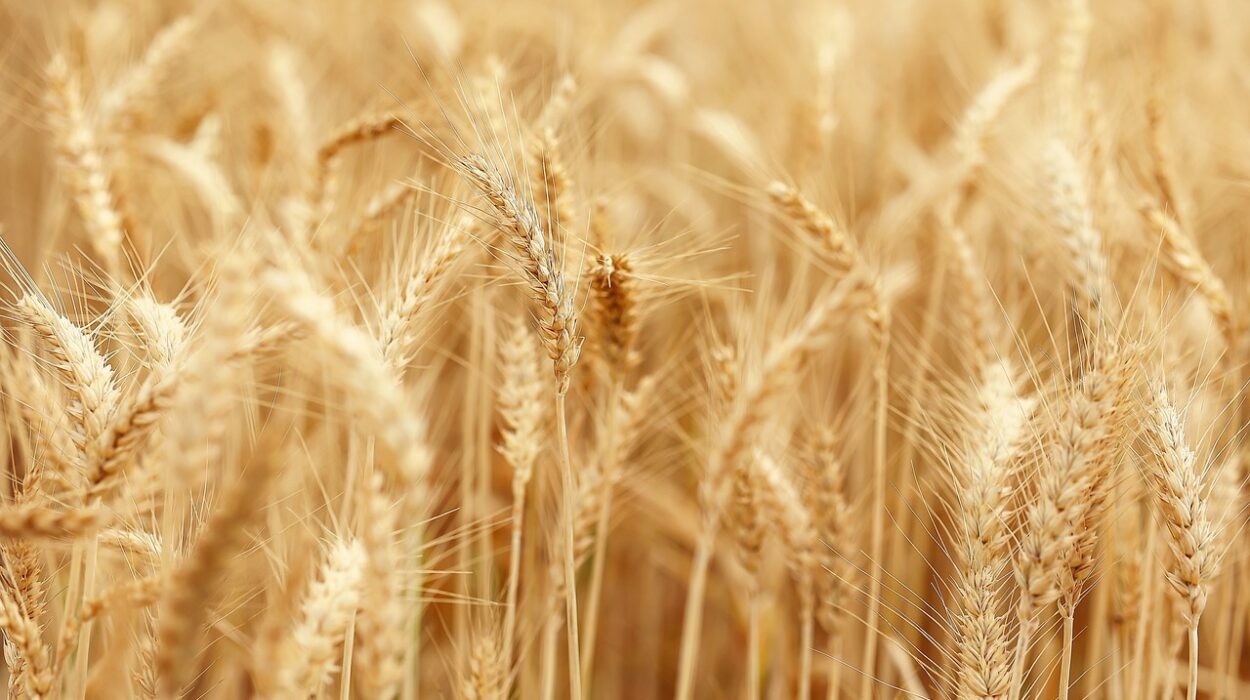 agricoltura rigenerativa