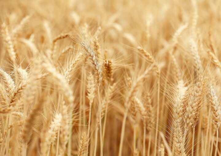 agricoltura rigenerativa