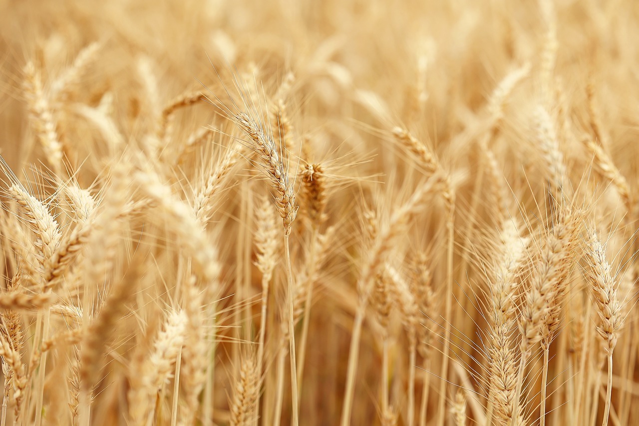 agricoltura rigenerativa