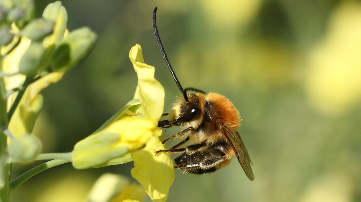 Impollinatori selvatici
