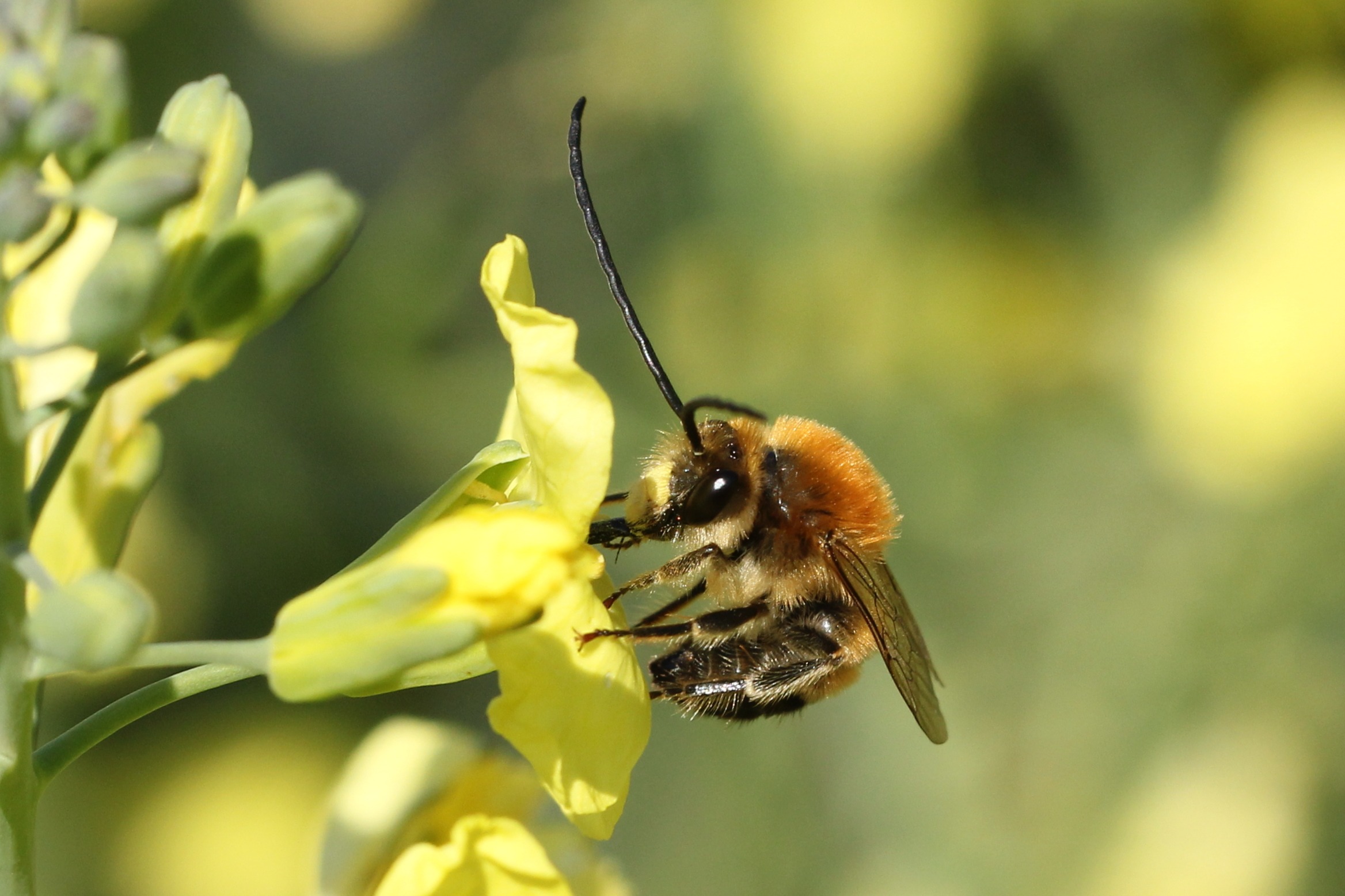 Impollinatori selvatici