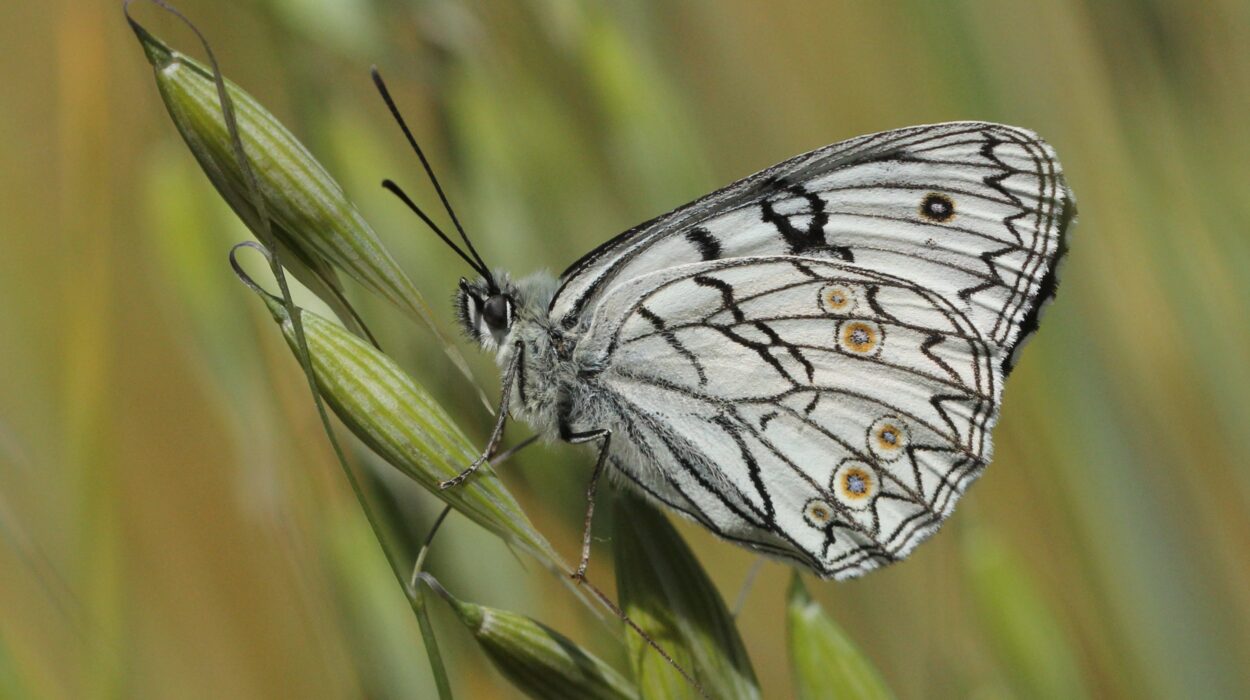 Nature credits