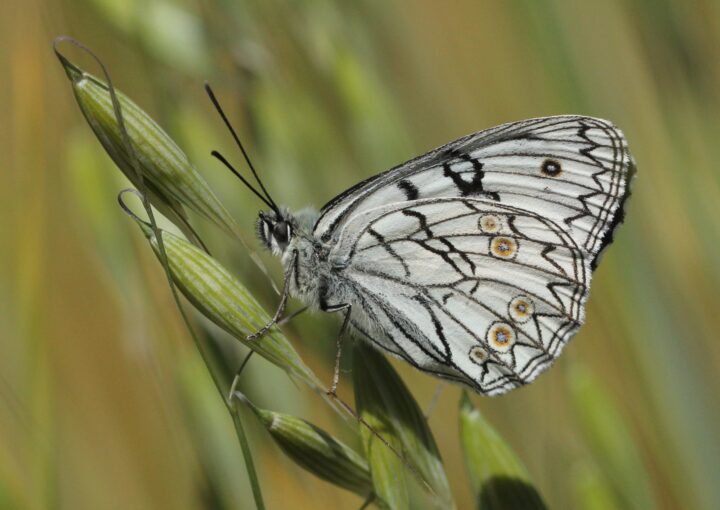 Nature credits