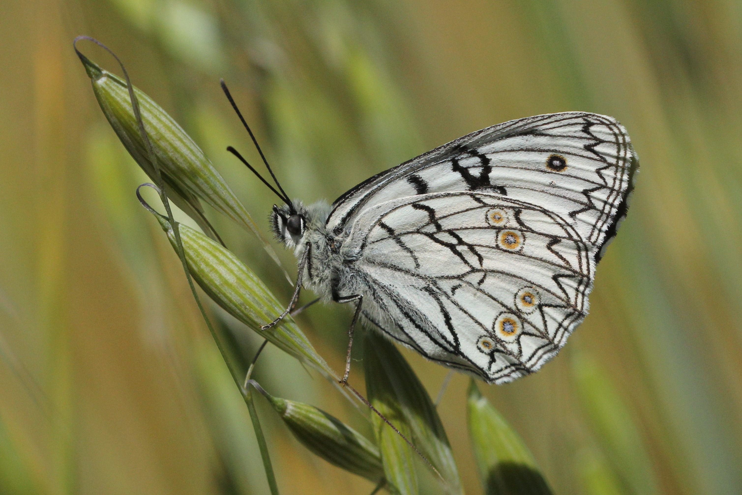 Nature credits