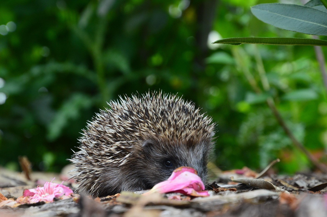 UNI biodiversità