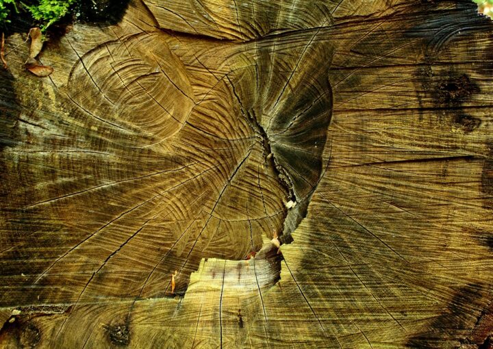 rinvio eudr deforestazione