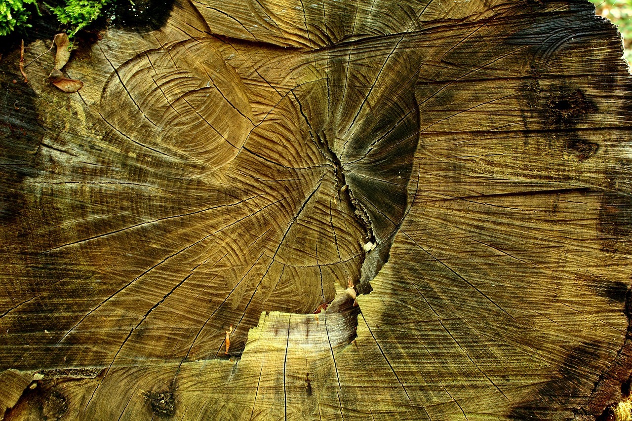 rinvio eudr deforestazione