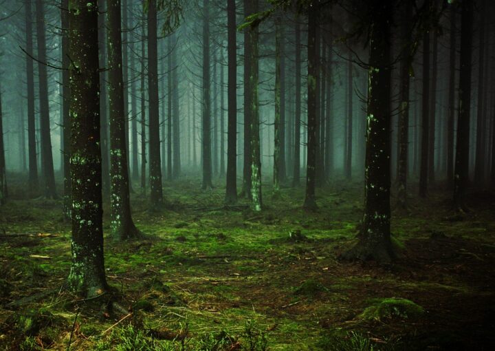 regolamento europeo deforestazione