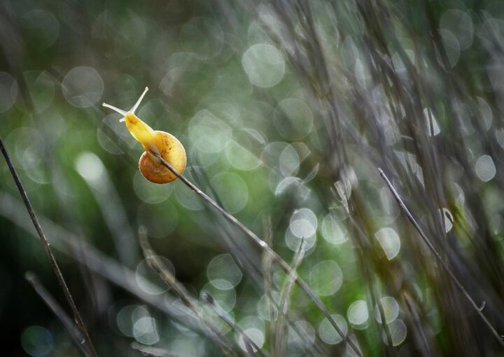 capitale naturale 2025