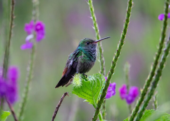 biodiversità e imprese