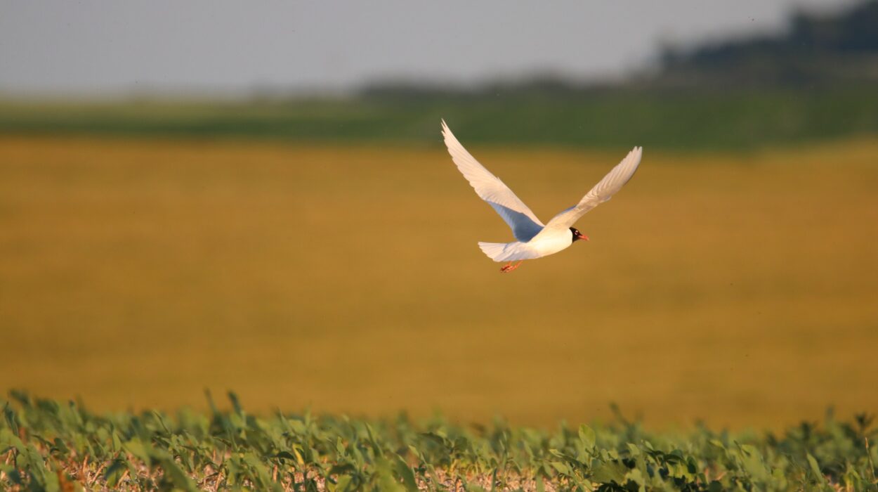 biodiversità europa