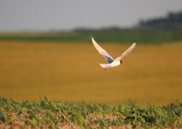 biodiversità europa