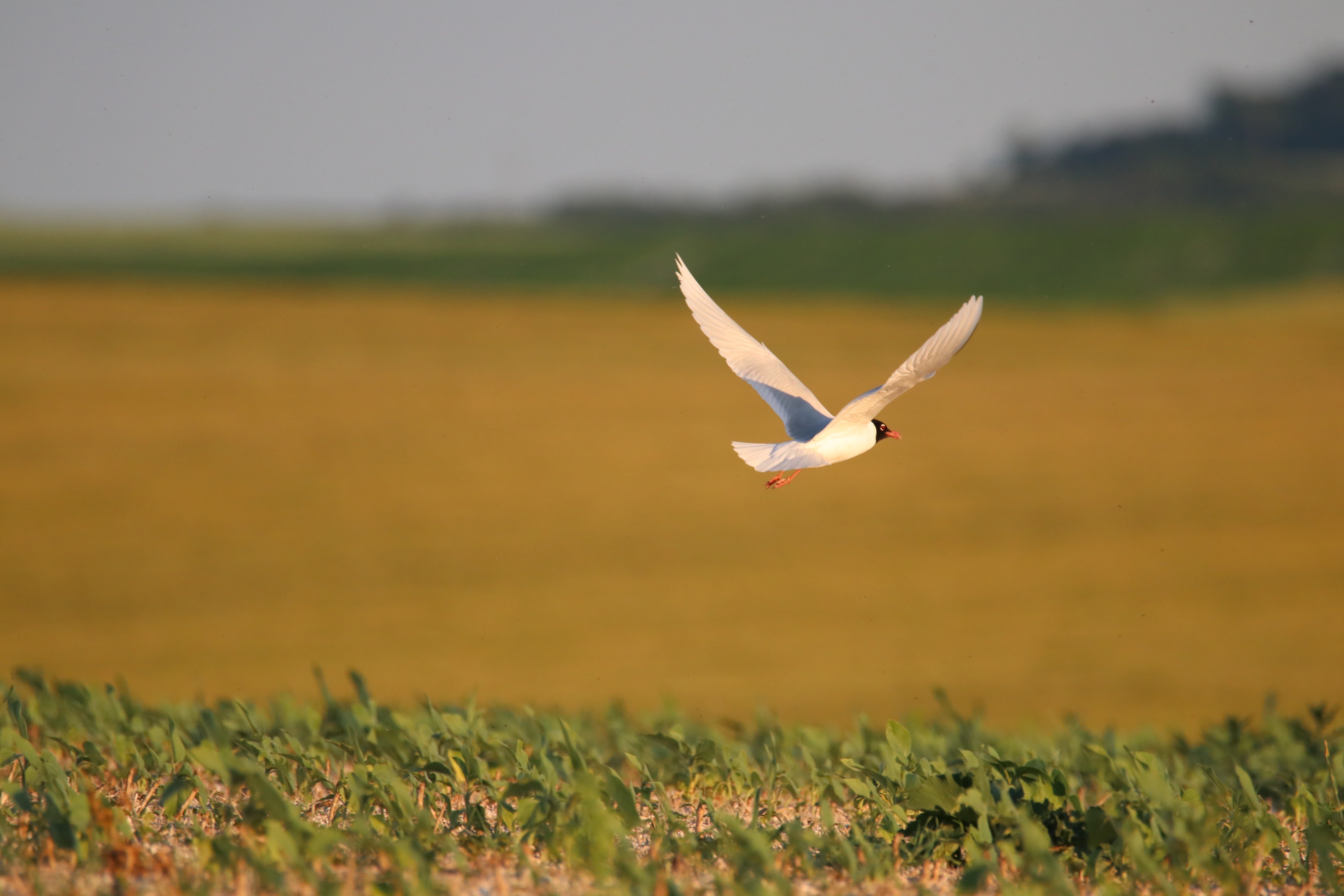 biodiversità europa