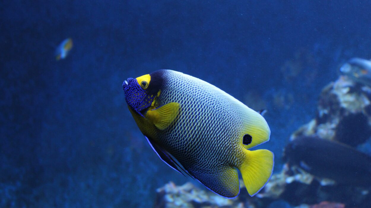 Giornata Mondiale degli Oceani