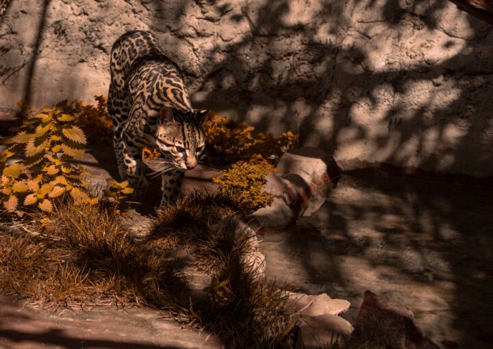 nuova specie di felino selvatico